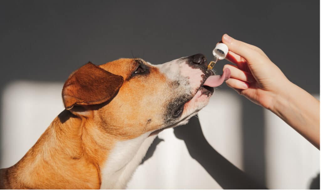 Mano della persona che dà un farmaco per cani con un contagocce