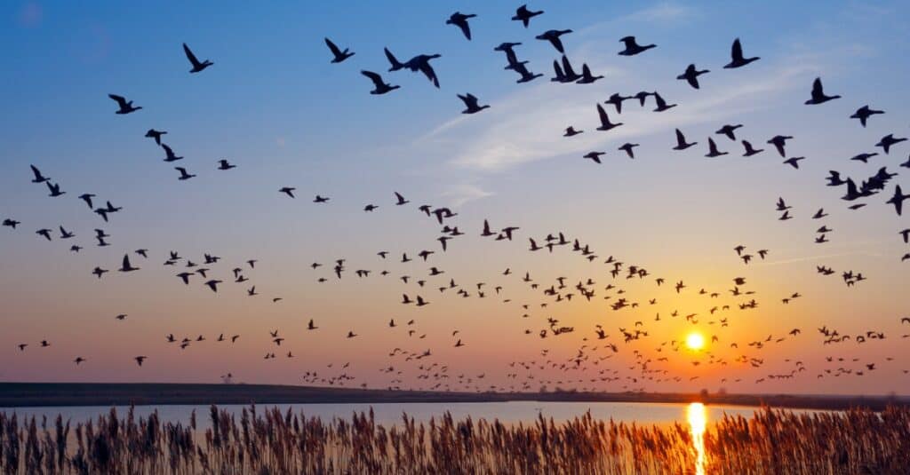 uccelli che migrano sull'acqua
