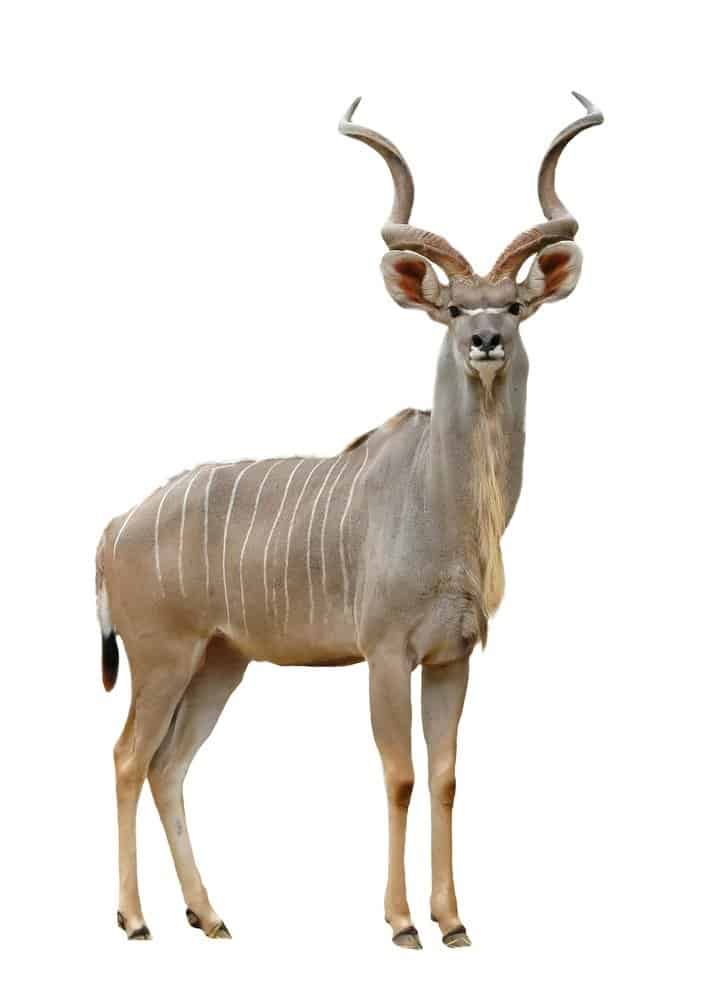 Kudu isolato su sfondo bianco