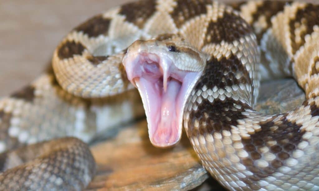 Serpente a sonagli dentro la bocca