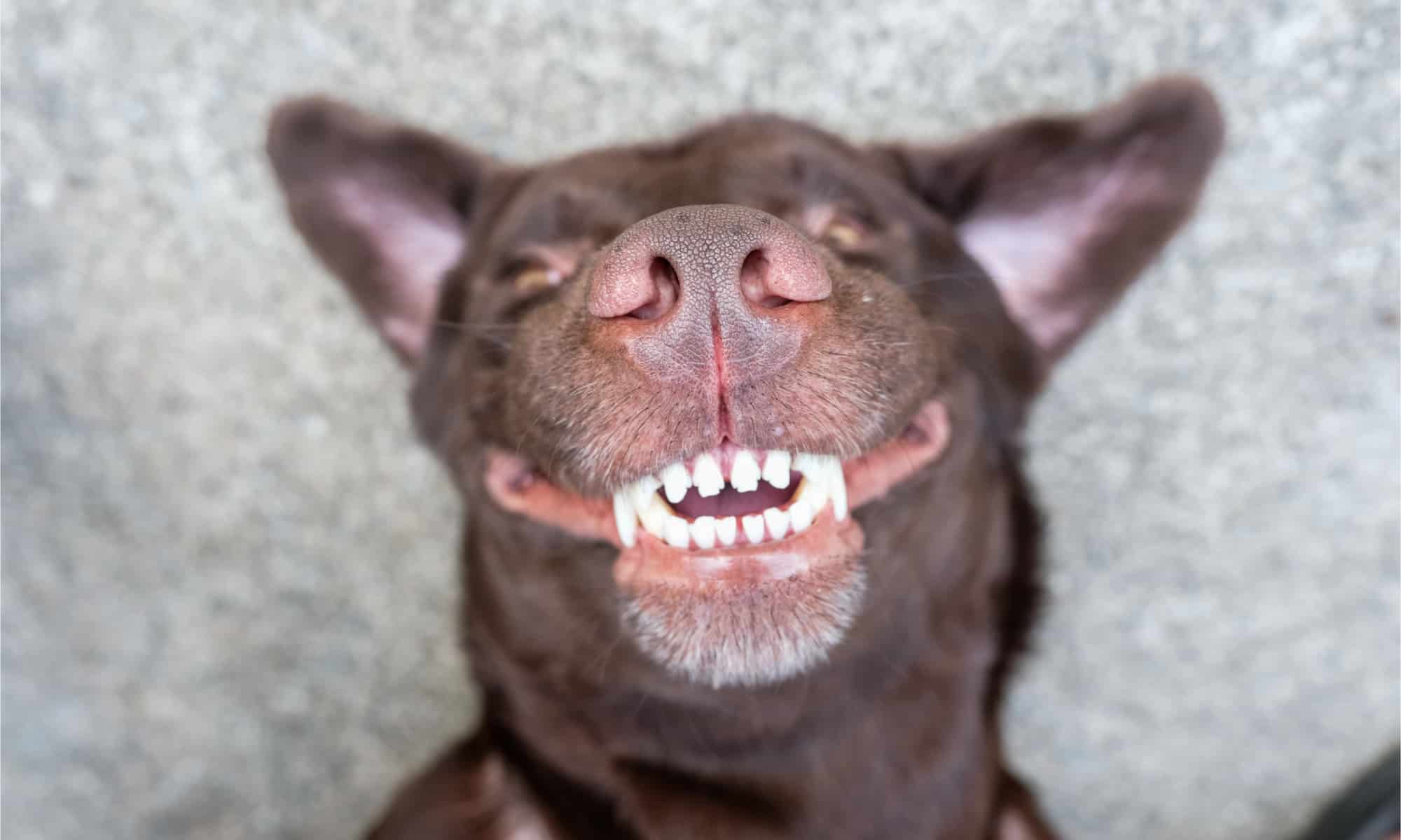 Perché il mio cane batte i denti? 7 motivi