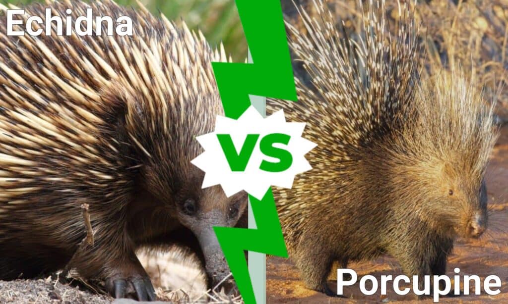 Echidna contro Porcospino