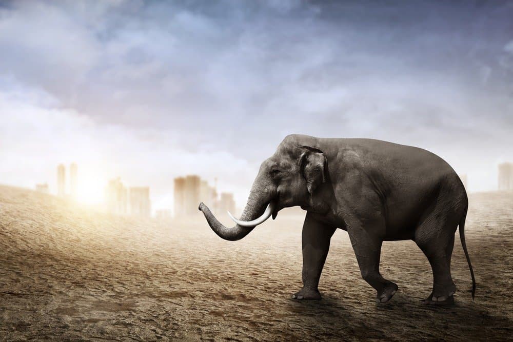 La proboscide dell'elefante di Sumatra è usata per annusare, respirare, strombazzare e afferrare le cose.