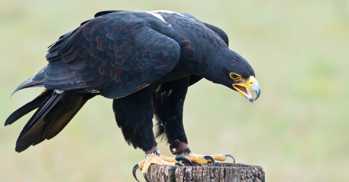 Le più grandi aquile del mondo: l'aquila di Verreaux