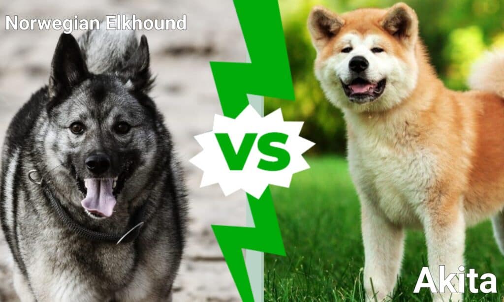 Elkhound norvegese contro Akita