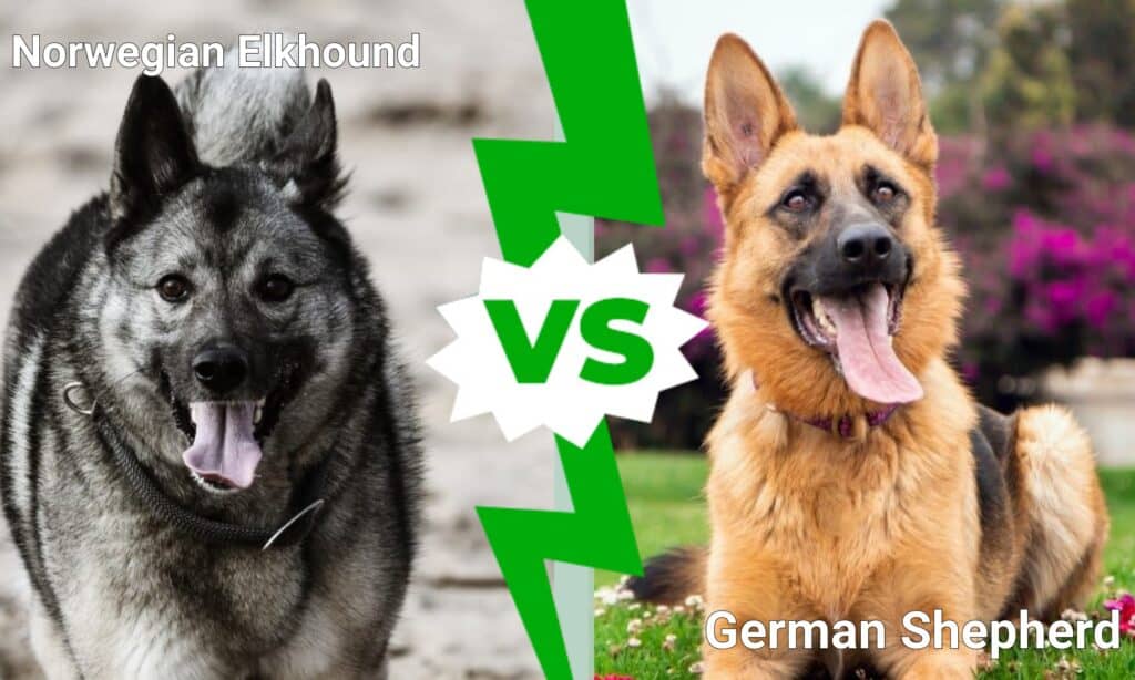 Elkhound norvegese contro pastore tedesco
