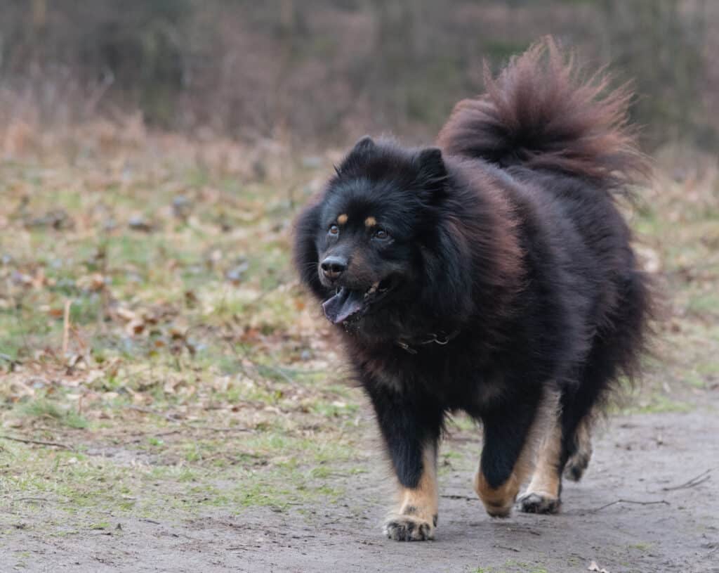 Un Eurasier percorre un sentiero