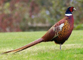 Pheasant Standing In The Grass