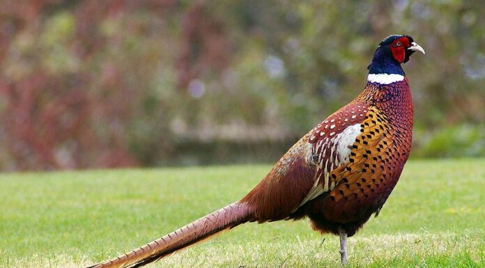 Pheasant Standing In The Grass