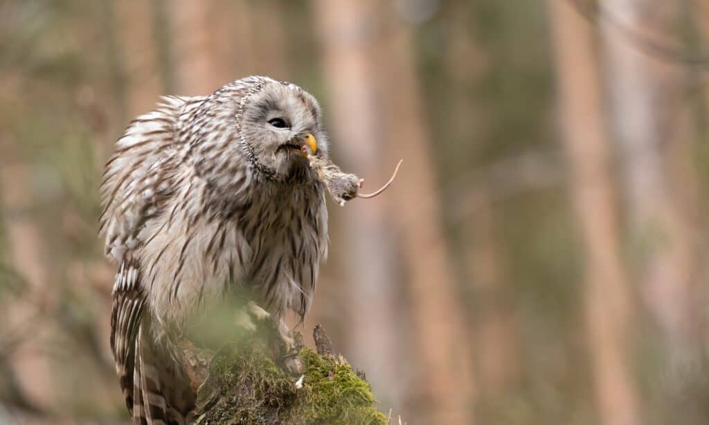 Gufo degli Urali con un topo cacciato nel becco seduto su un ceppo di albero.  I gufi orali sono abili cacciatori.