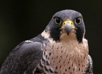 Falco pellegrino
