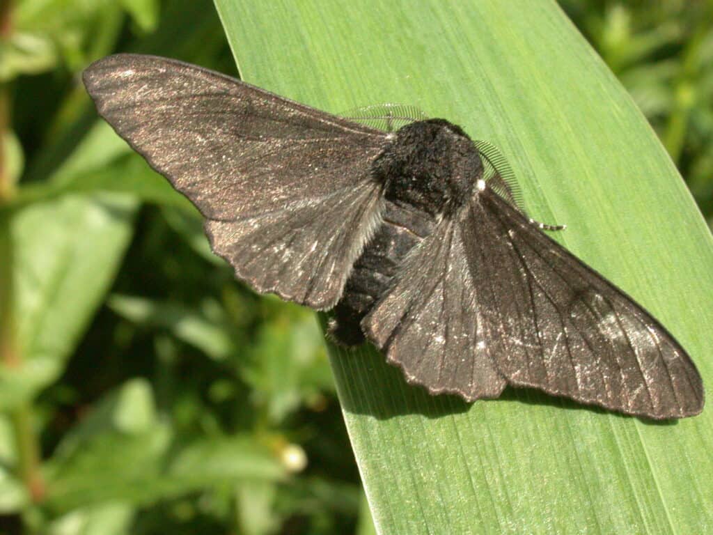 Una falena pepata melanica seduta su una foglia.  Le falene pepate di colore scuro sono aumentate nel tempo, a causa del melanismo industriale.