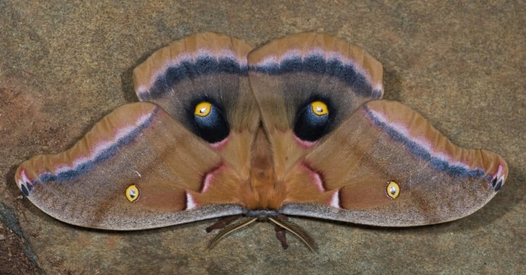 Falena maschio di Polifemo (Antheraea polyphemus).  Le macchie oculari sulle ali posteriori sono spesso coperte dall'ala anteriore e poi rivelate improvvisamente nel tentativo di spaventare i predatori.