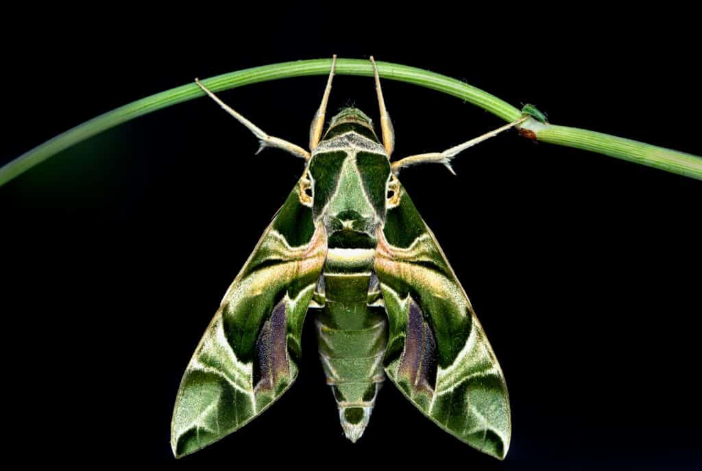 Falena del falco di oleandro sul fogliame di notte.