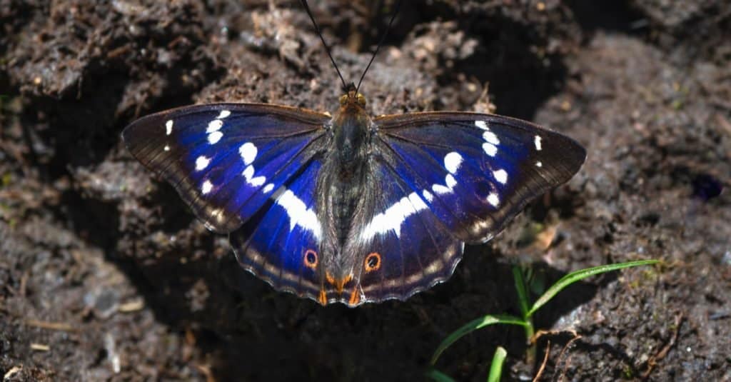 Una grande farfalla imperatore viola (Apatura ilia) siede sulla terra in una soleggiata giornata estiva.