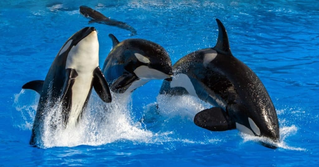 L'animale marino più veloce: l'orca