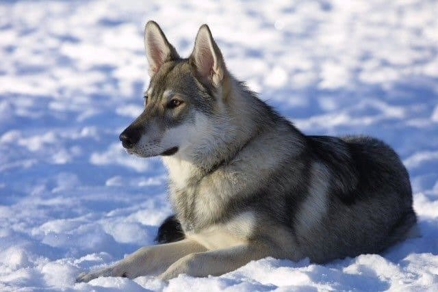 Cane Tamaskan sdraiato nella neve
