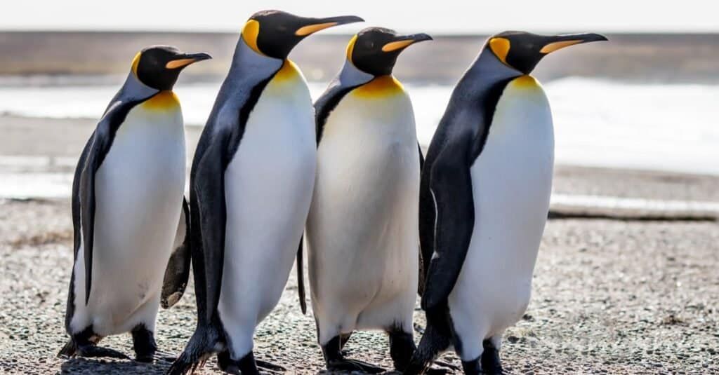 4 pinguini reali per lo più bianchi e neri camminano fianco a fianco lungo una spiaggia.