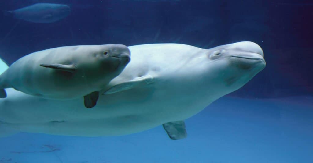 Narwhal Baby - Una foto di un cucciolo di balena beluga