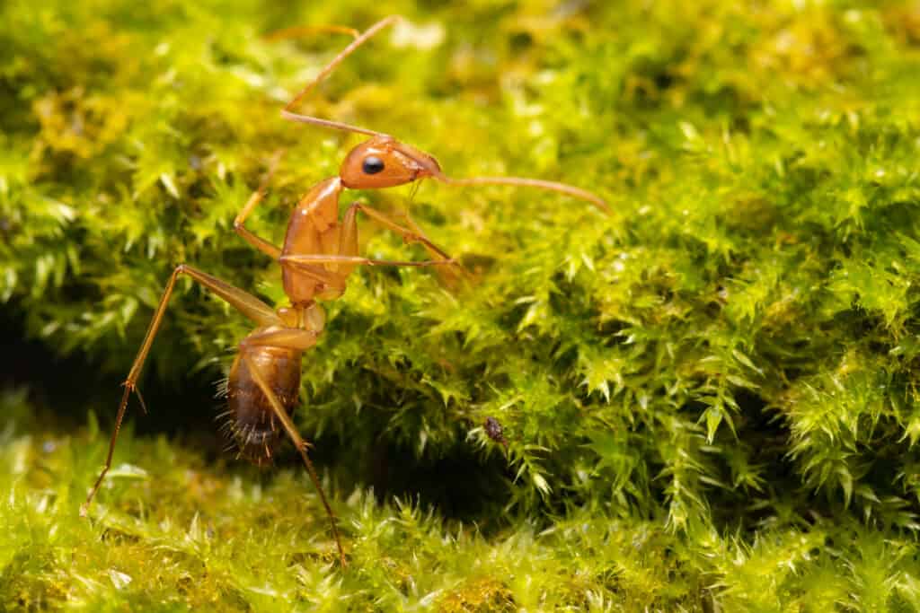La formica pazza gialla cammina sul muschio