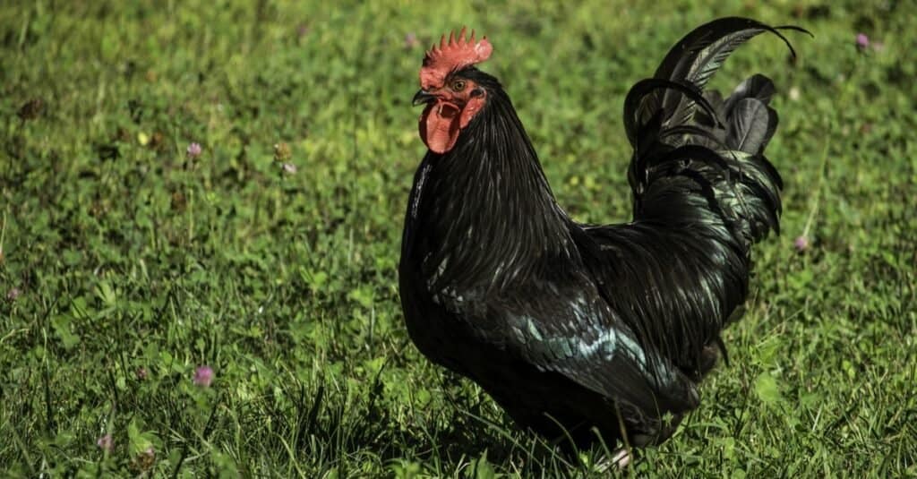 Un gallo nero Australorp che cammina lungo mangiando in un campo di erba e trifoglio.