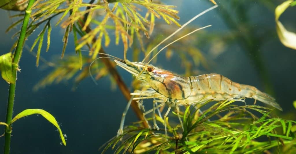 Gambero di vetro asiatico, Macrobrachium lanchesteri, in un acquario.