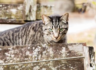 Gator non può competere con Tough House Cat in Tense Standoff
