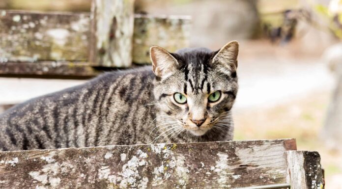 Gator non può competere con Tough House Cat in Tense Standoff
