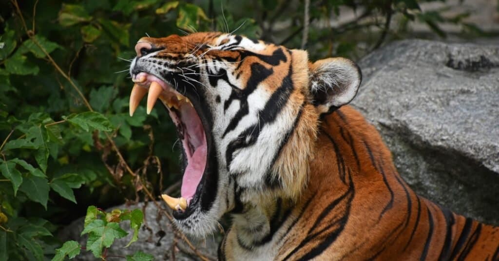Denti di tigre - Tigre con la bocca aperta