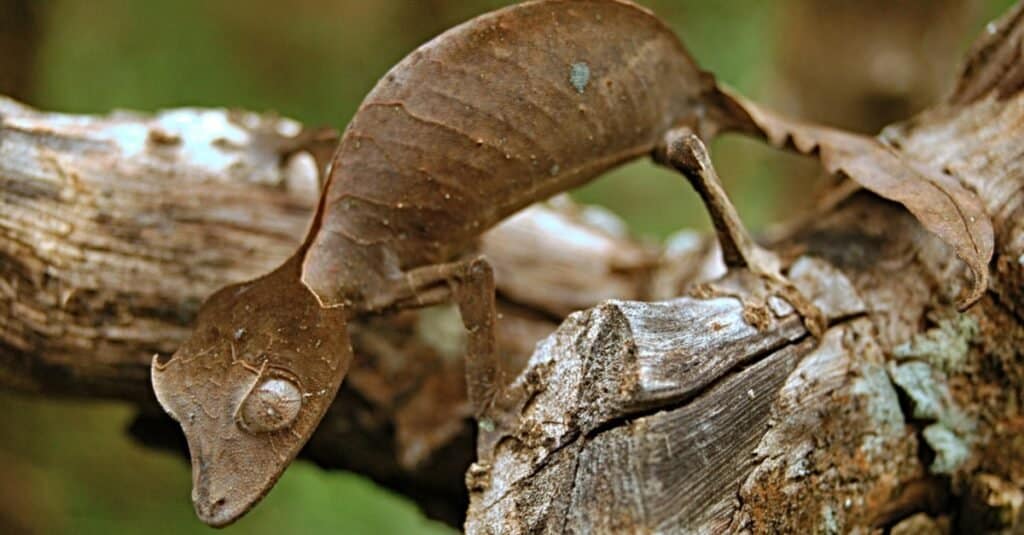 Il geco satanico dalla coda a foglia seduto su un ceppo di albero in Madagascar.