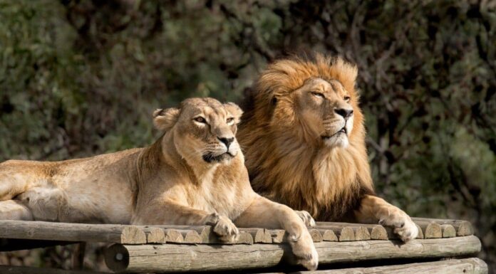 Giaguaro e Leone combattono per il giocattolo come i bambini piccoli
