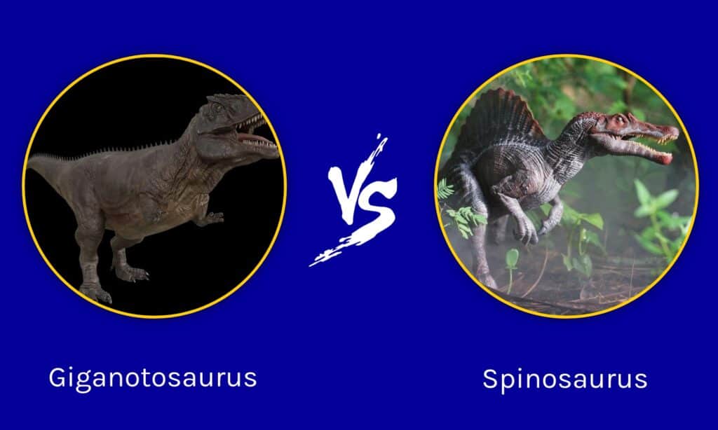 Giganotosauro contro Spinosauro