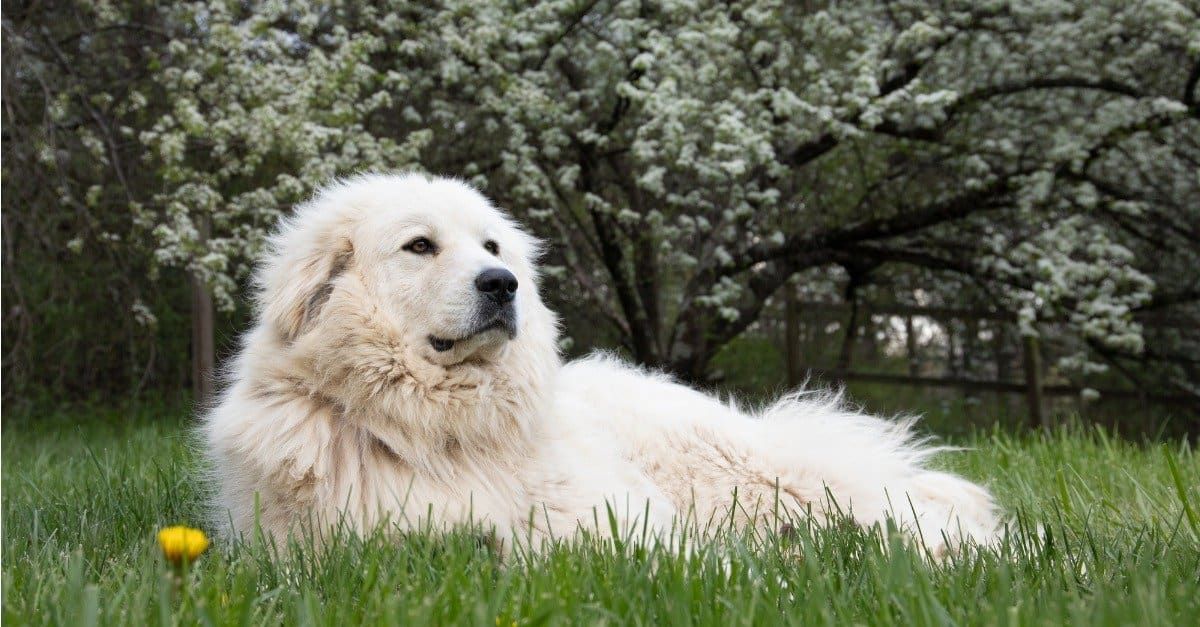 Cani come San Bernardo - Grandi Pirenei sdraiati davanti ad un albero con boccioli bianchi.