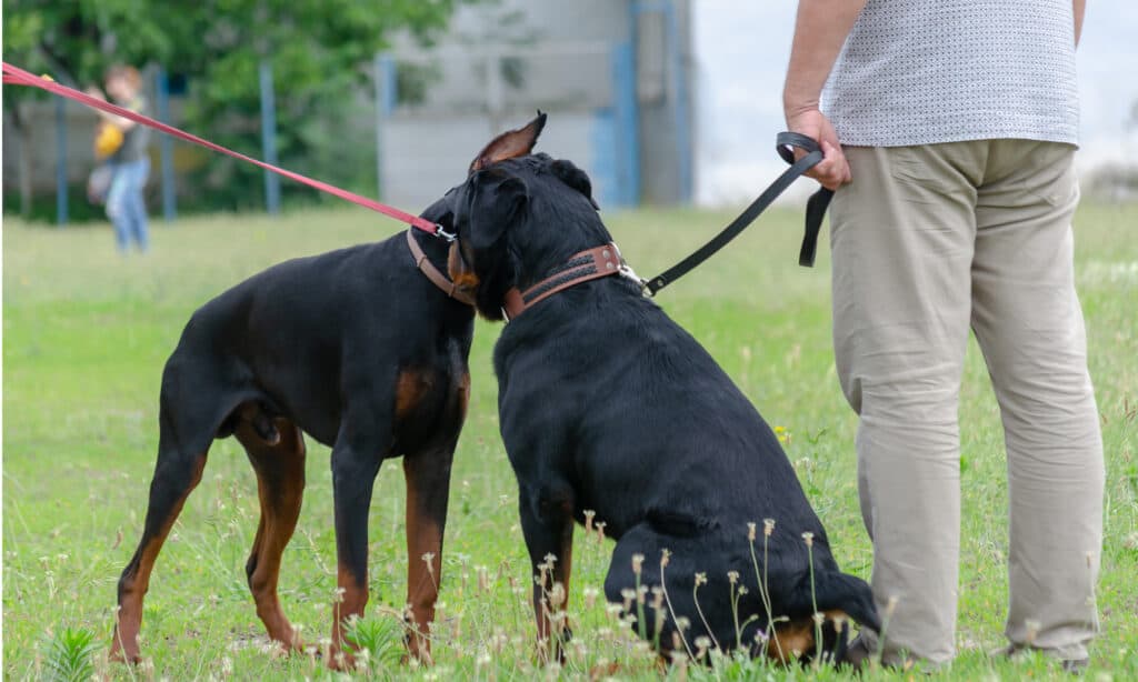 Due grossi cani si annusano le orecchie a vicenda