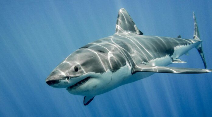 Gli 8 squali più grandi in agguato al largo della costa degli Stati Uniti
