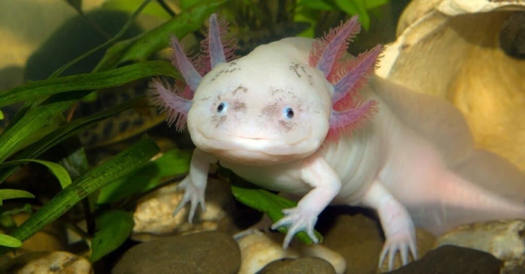 Animali più belli: Axolotl