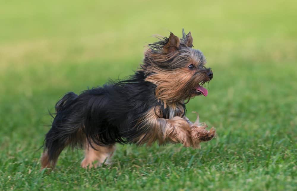 Yorkshire Terrier (Canis familiaris) - che corre attraverso l'erba