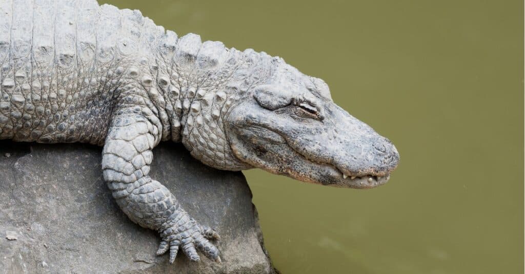Profilo laterale in alligatore cinese