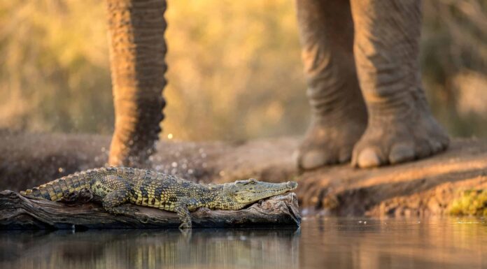 Gli elefanti caricano i coccodrilli sdraiati nei filmati di safari selvaggi
