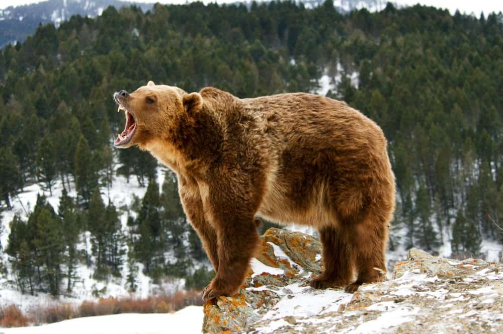Orso grizzly (Ursus Arctos Horriblis) - orso grizzly che ringhia