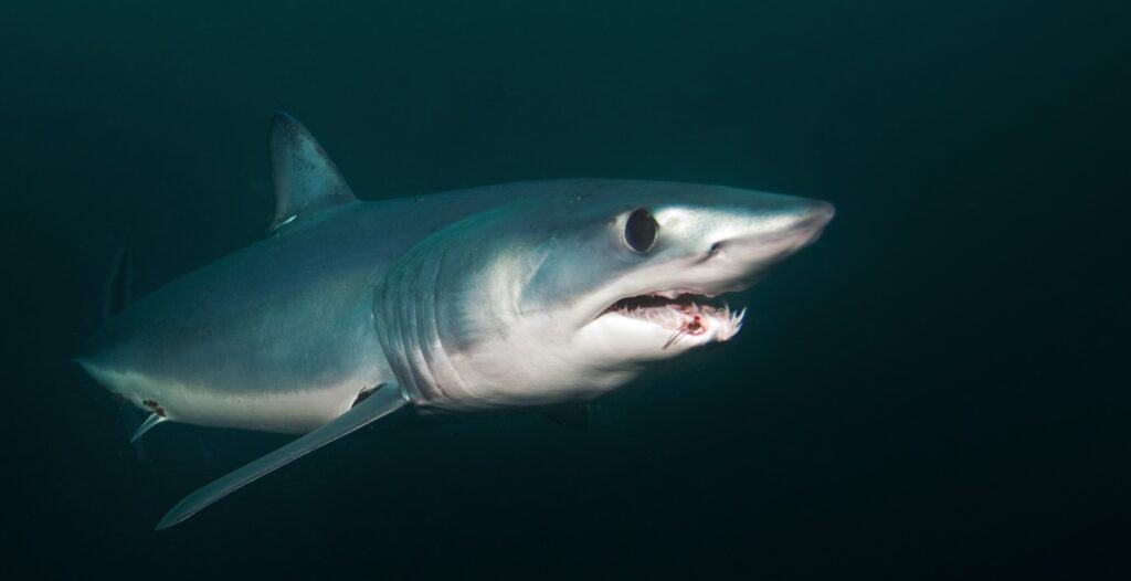 Lo squalo mako pinna lunga ha un muso straordinariamente appuntito con denti molto affilati e lunghi che sporgono dalla bocca.