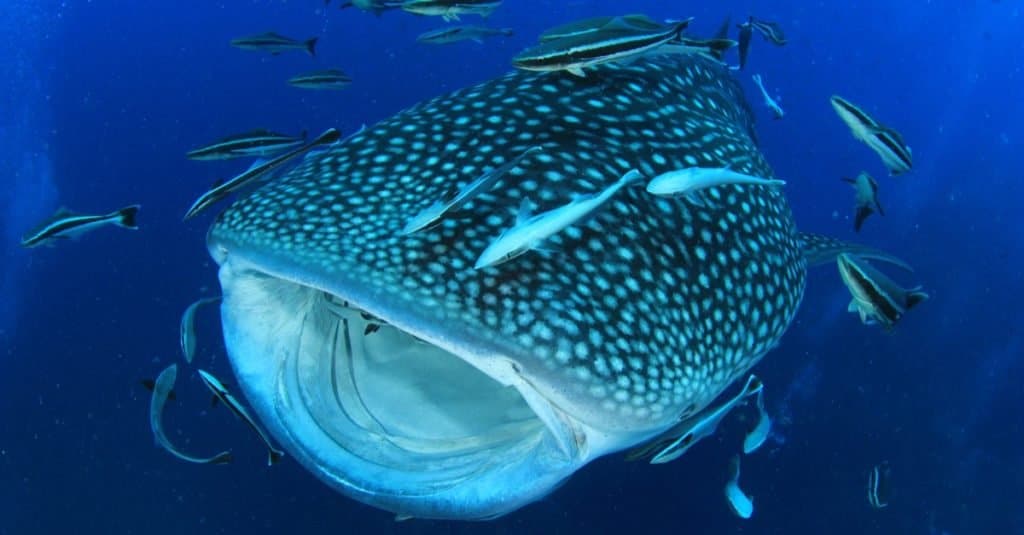 Il pesce più grande del mondo: lo squalo balena