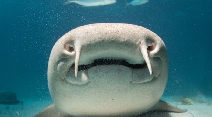 10 fatti incredibili sugli squali nutrice
