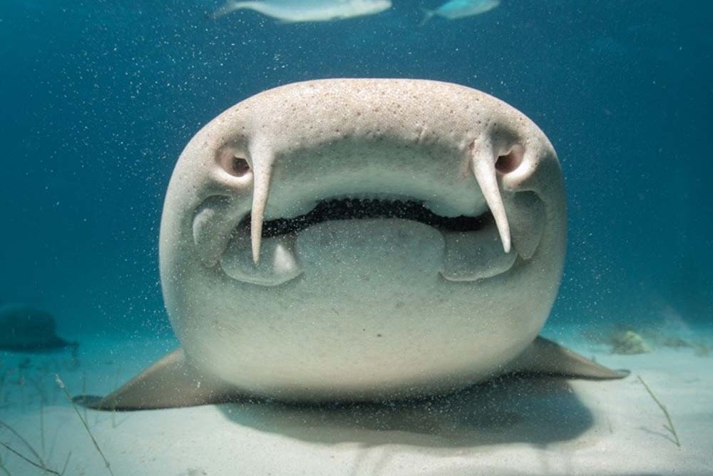 Cosa mangiano gli squali nutrice - faccia di squalo nutrice