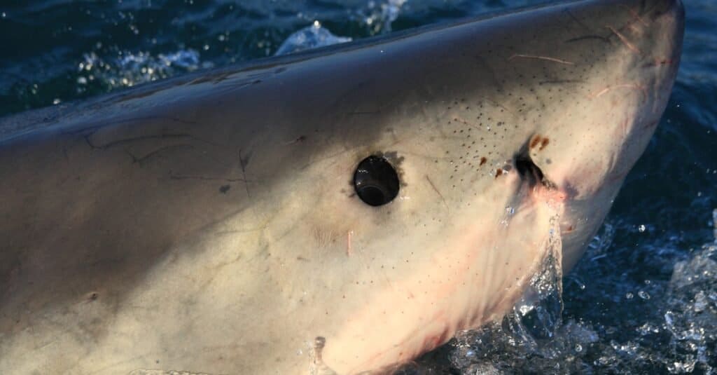 Occhi di squalo: Grande occhio di squalo bianco