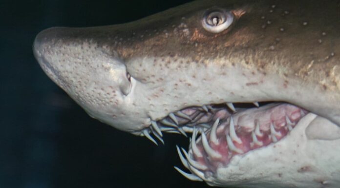 Gli squali tigre delle sabbie sono pericolosi o aggressivi?
