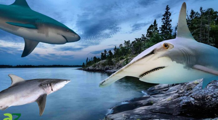 Gli squali vivono nei Grandi Laghi?
