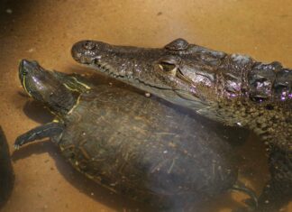 Gli uomini tirano tre tartarughe vive dallo stomaco di questo coccodrillo mentre cucinano il pranzo
