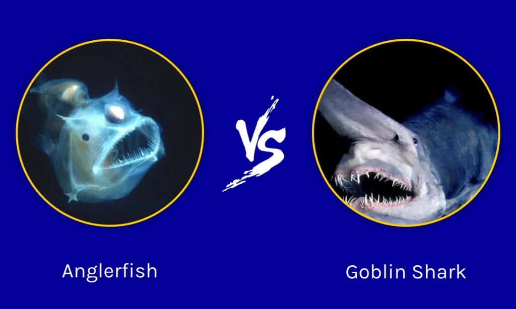 Rana pescatrice vs squalo goblin