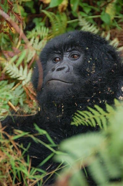 Gorilla di montagna (Gorilla beringei beringei) faccia di gorilla di montagna nella spazzola